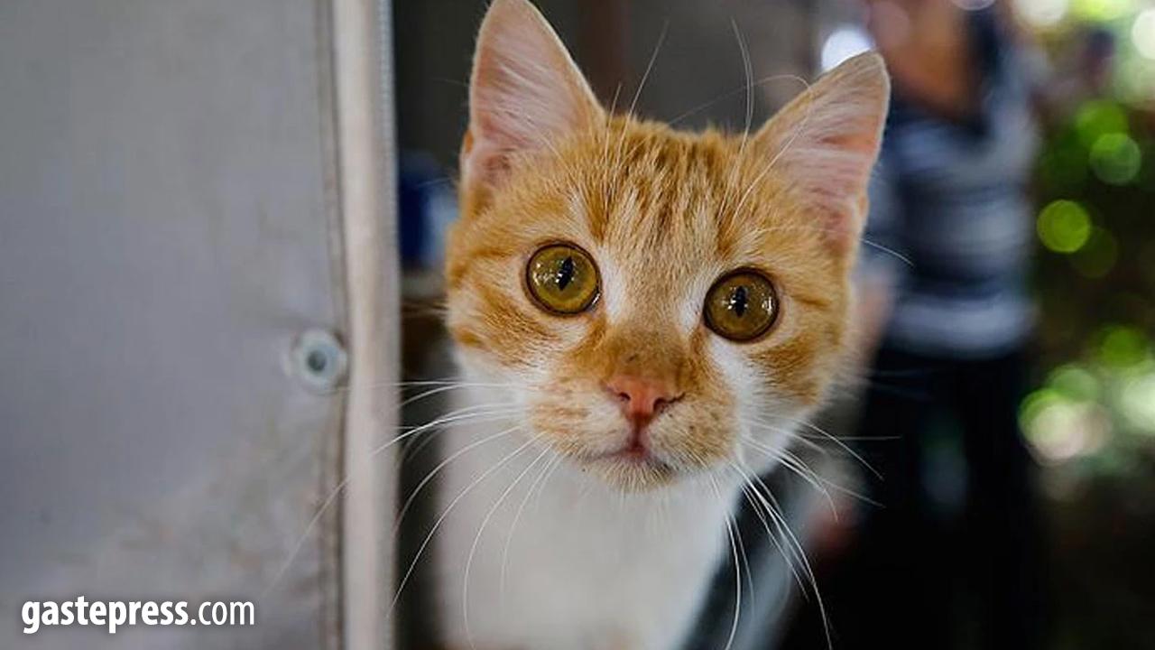İzmir'de 33 kedinin ölü bulunmasına ilişkin soruşturmada veteriner hekim tutuklandı!