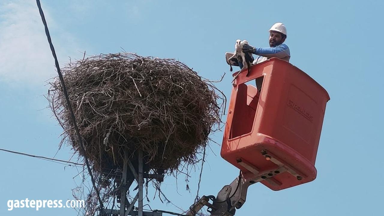 Kayseri'de Elektrik Direğinde Mahsur Kalan Leylek Kurtarıldı!