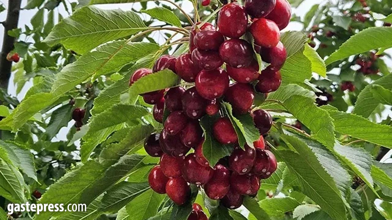 Kiraz yedi ikisi de hayatını kaybetti!